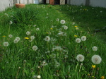 26414 Dandelions.jpg